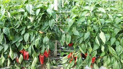 Figura illustrativa Agripalma Società Cooperativa Agricola