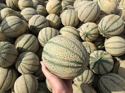 Figura illustrativa Agripalma Società Cooperativa Agricola