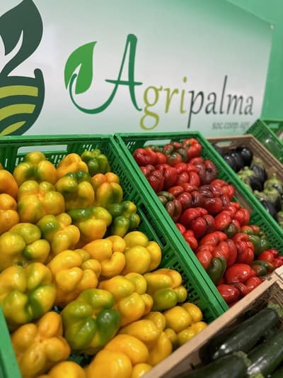 Figura illustrativa Agripalma Società Cooperativa Agricola