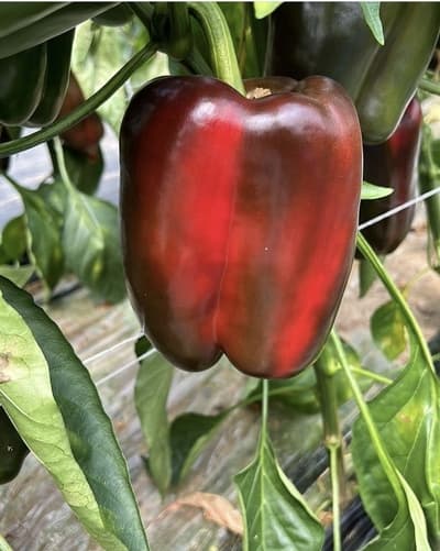 Figura illustrativa Agripalma Società Cooperativa Agricola