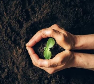 Figura illustrativa Agripalma Società Cooperativa Agricola