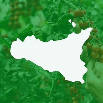 Figura illustrativa Crapanzano Ingrosso Ortofrutticolo