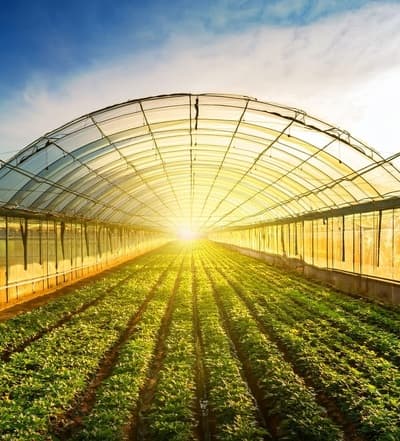 Figura illustrativa Crapanzano Ingrosso Ortofrutticolo