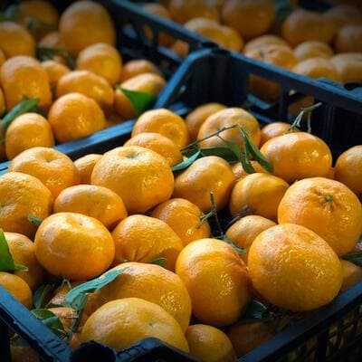 Figura illustrativa Maltese Mercati