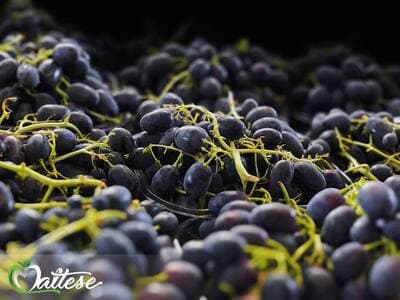 Figura illustrativa Maltese Mercati