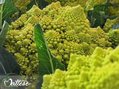 Figura illustrativa Maltese Mercati