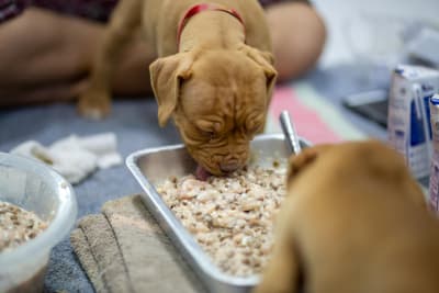 Figura illustrativa Clinica Veterinaria Dott.ssa Chiara Zanoni