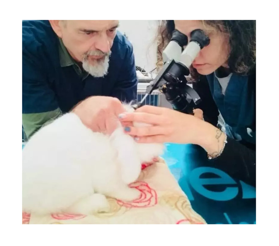 Figura illustrativa CLINICA VETERINARIA LEGNANO