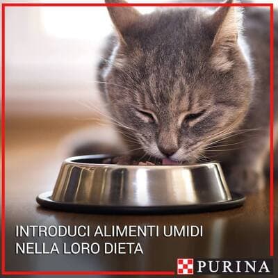 Figura illustrativa La Pecora Nera Market