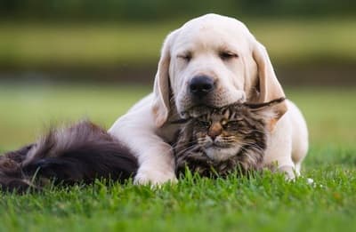 Figura illustrativa Ale Pets Pet Shop & Grooming