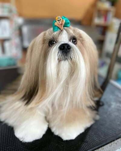 Figura illustrativa Ale Pets Pet Shop & Grooming