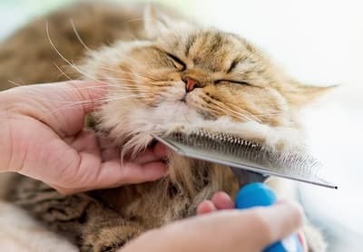 Figura illustrativa Ale Pets Pet Shop & Grooming