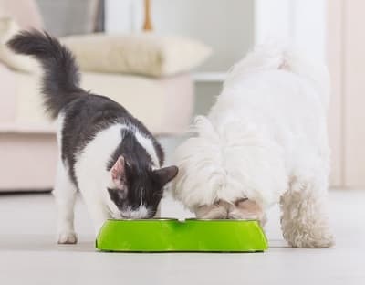 Figura illustrativa Ale Pets Pet Shop & Grooming