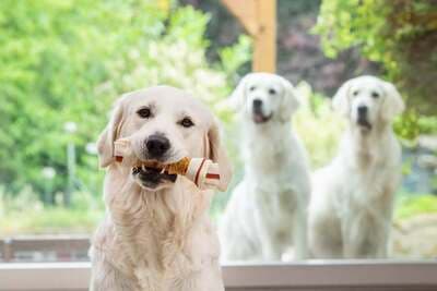 Figura illustrativa Ale Pets Pet Shop & Grooming