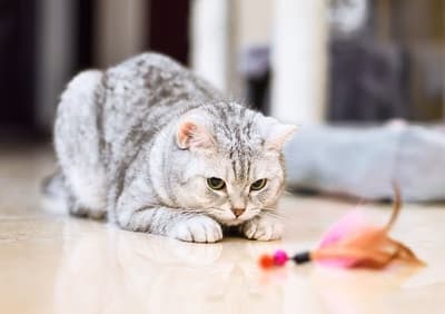 Figura illustrativa Ale Pets Pet Shop & Grooming