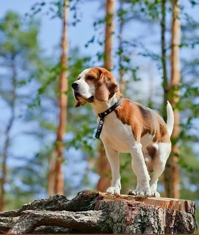 Figura illustrativa Ale Pets Pet Shop & Grooming