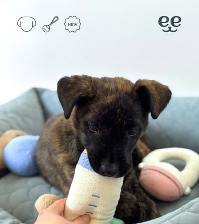 Figura illustrativa Ale Pets Pet Shop & Grooming