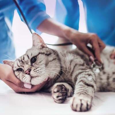 Figura illustrativa Ale Pets Pet Shop & Grooming