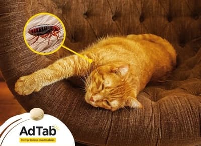 Figura illustrativa Ale Pets Pet Shop & Grooming