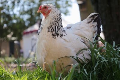 Figura illustrativa Società Agricola Azzolina S.r.l.