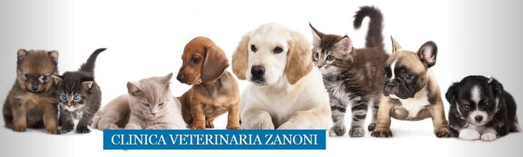 categoria azienda Clinica Veterinaria Dott.ssa Chiara Zanoni