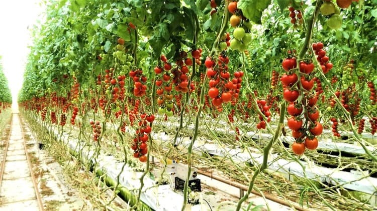 categoria azienda QUATTRO R Srl Ingrosso Ortofrutta