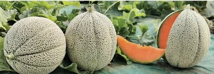 categoria azienda Crapanzano Ingrosso Ortofrutticolo